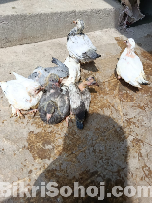 কবুতরের বাচ্চা
